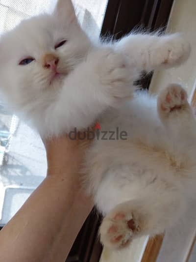 Himalayan Kittens