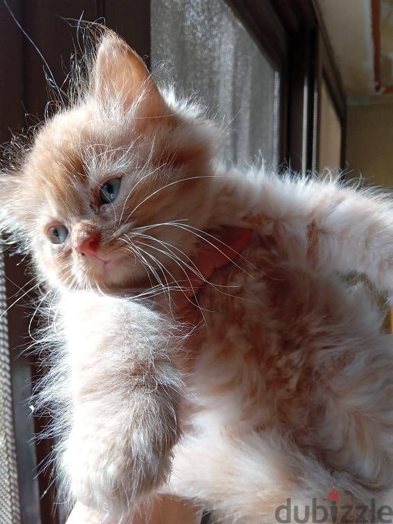 Himalayan Kittens 3