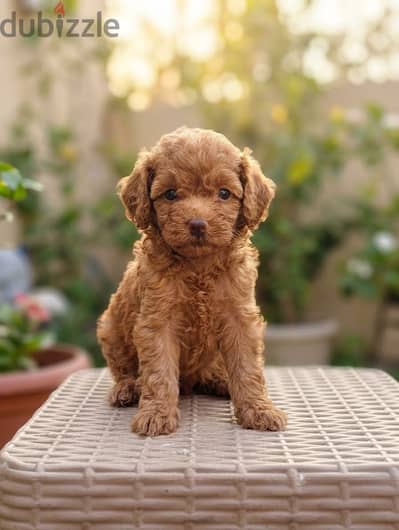 بنت بودل بيور 50 يوم / Purebred Female Poodle
