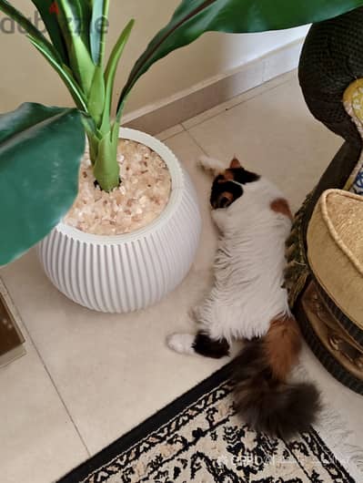 قطة اثني ڤان زورار كاليكو