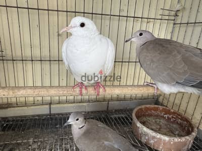 نتايات قمرى شغاله
