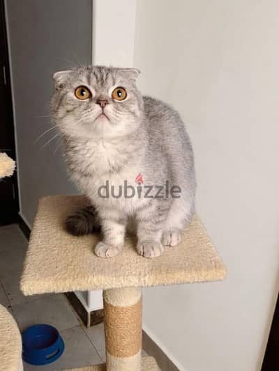 scottish fold female