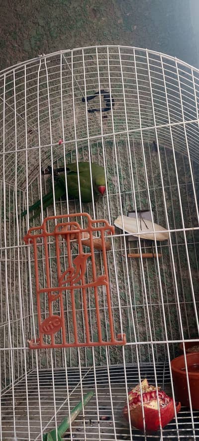 دكر هندي بن ولاد أوليف  عمر سنتين  بداية طتويق