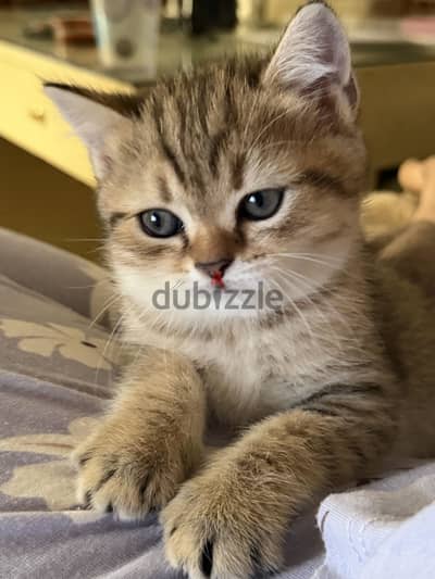 British Scottish Cross, 2 months old, litter box trained 