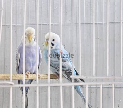 بسم الله ولا حول ولا قوة الا بالله جوز دان فالو اول شغل عمر ٨شهور