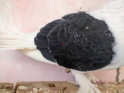 الي عندو نتي بنيدي أو عنبري كشك يكلمني  خش شوف الوصف