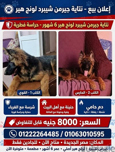 female German shepherd