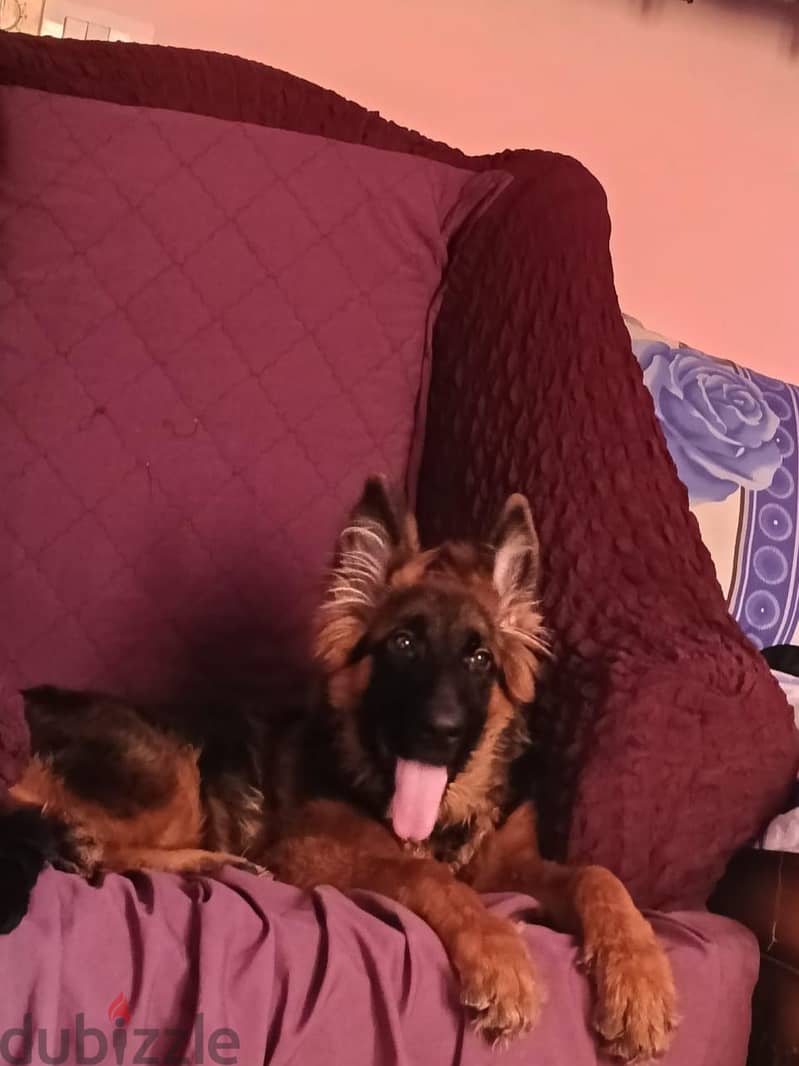 female German shepherd 1