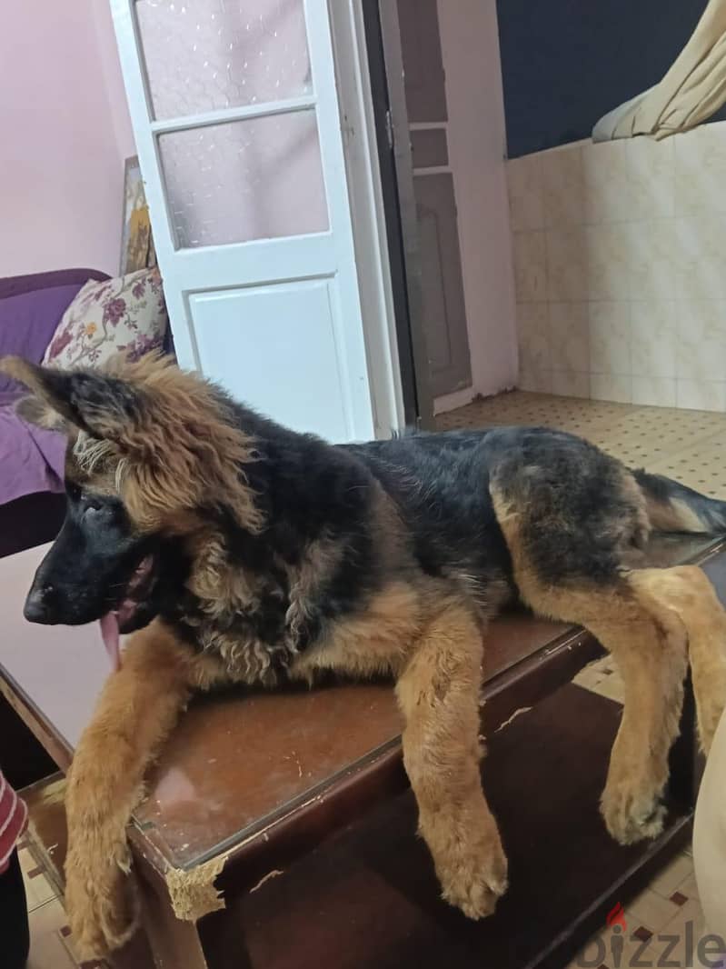 female German shepherd 2