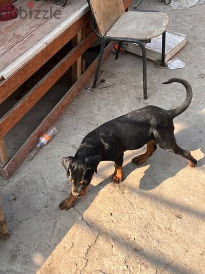 Rottweiler