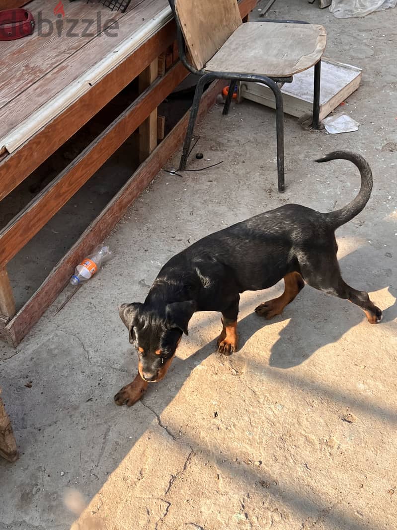 Rottweiler 1