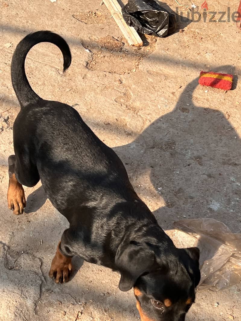Rottweiler 2