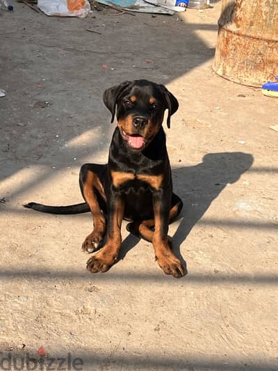 Rottweiler