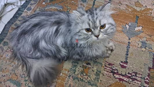 قط شيرازي للتبني