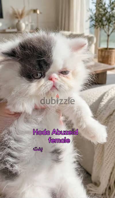 بنوتة فان بلو