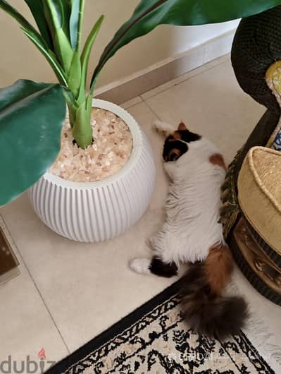 قطة برشين ڤان كاليكو