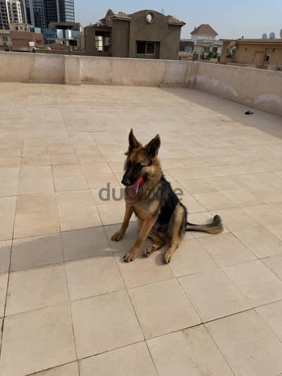 2 pure german shepherd male and female