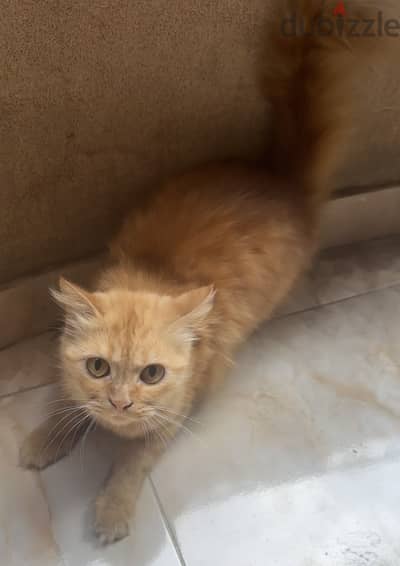 قطه للتبنى