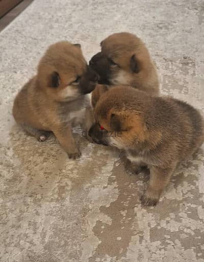 shiba inu puppies