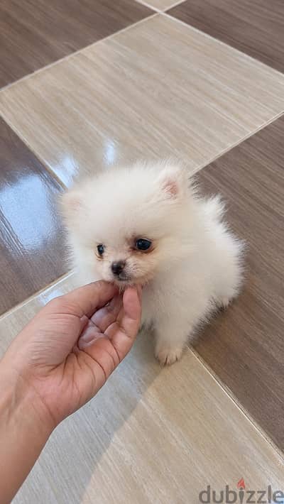 pomarenian puppy mini size