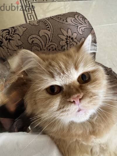 قطة شيرازي بيور مع مستلزماتها Persian Cat