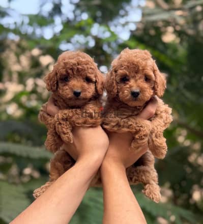 toy poodle puppyتوي بودل