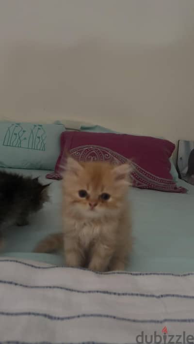 قطط صغيره للبيع