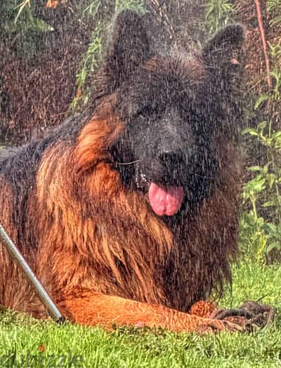 German shepherd puppies male female German جراوي جيرمن شيبرد ذكر انثي