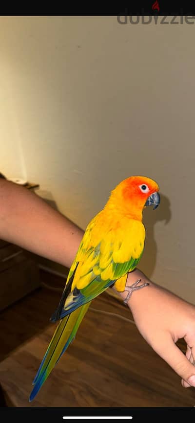 sun conure parrot