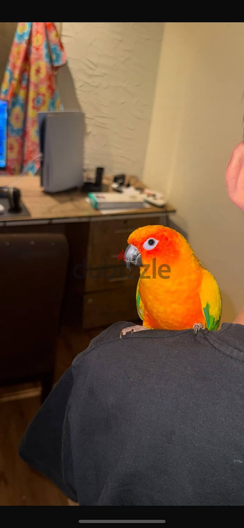 sun conure parrot 1