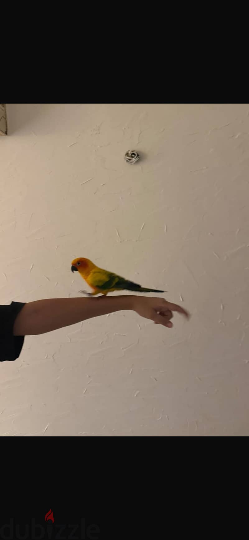 sun conure parrot 2