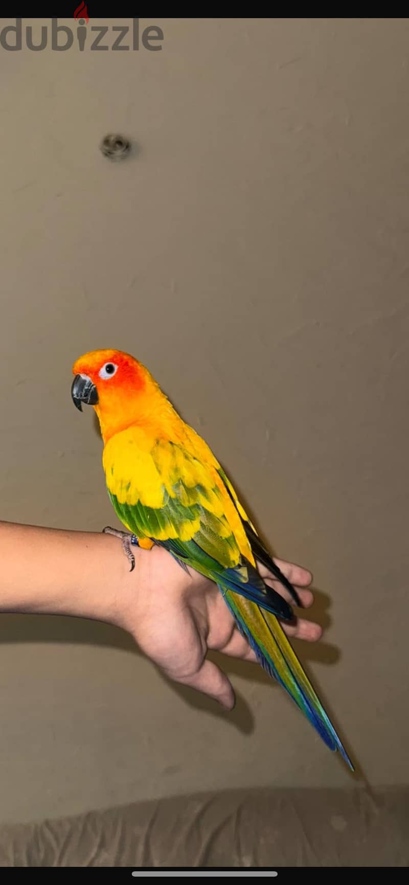 sun conure parrot 3