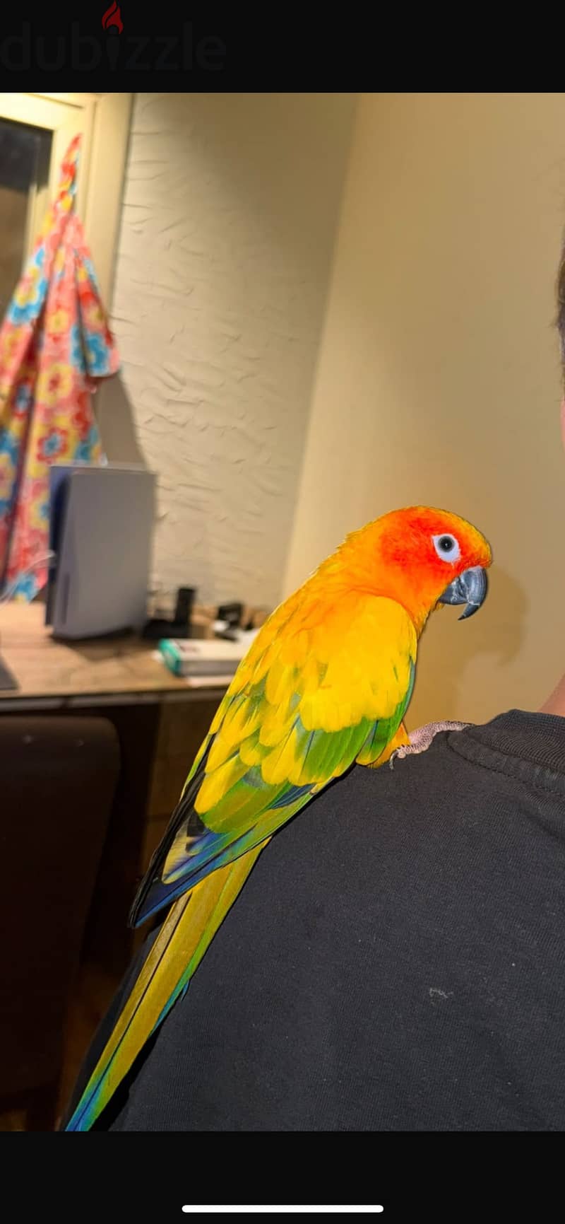 sun conure parrot 4