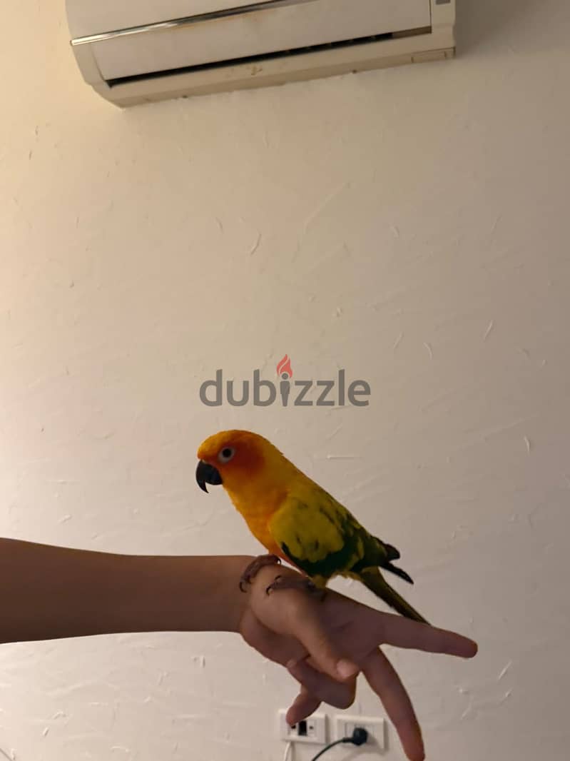 sun conure parrot 5