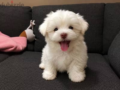Mini havanese tea cup top quality _ ميني هافانيز بيور متدربين ع تويلت