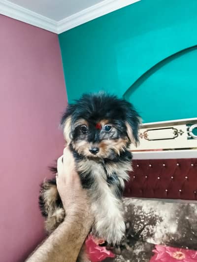 جرو يوركشاير تي كاب ذكر مطعم بالدفتر - Teacup Yorkshire Dogs
