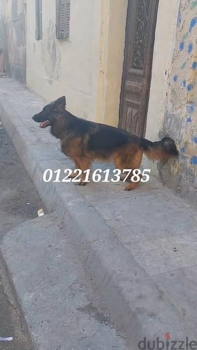 نتايه جيرمن حامل fci