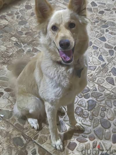 White German shepherd