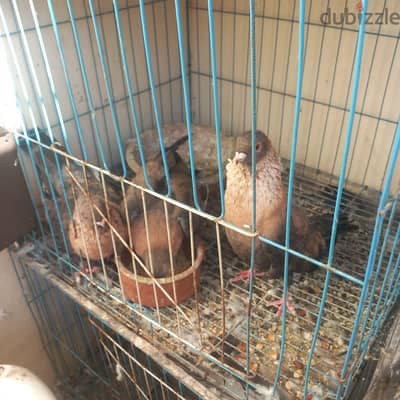 جوز حمام أزرق كطيفه