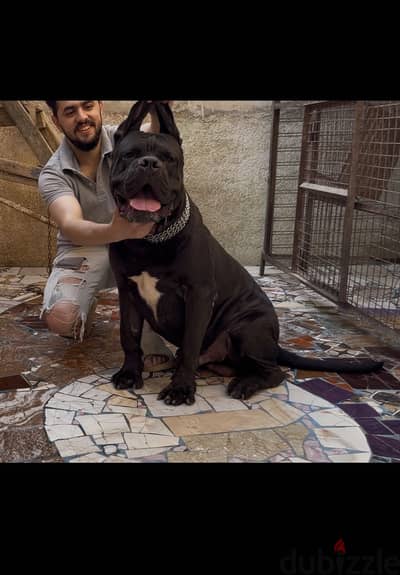 دكر كين كورسو - cane corso