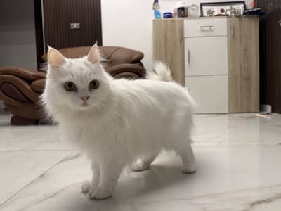 قطة  بنت للتبني عمرها ٥ سنين المكان الشيخ زايد
