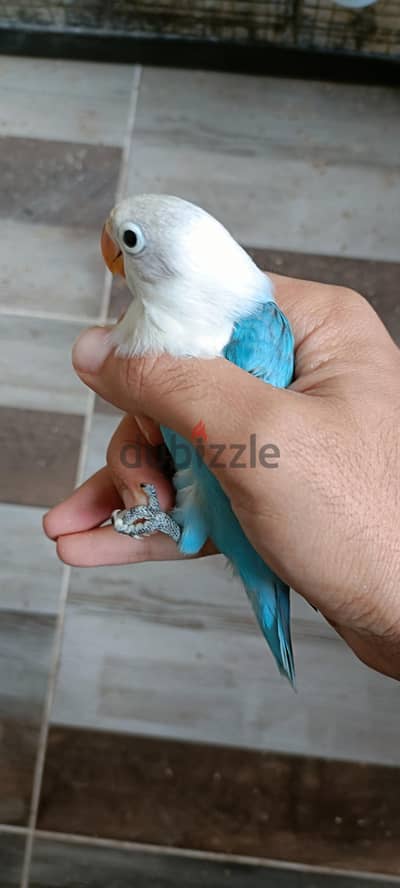 فرد فيشر اوبلاين بلو