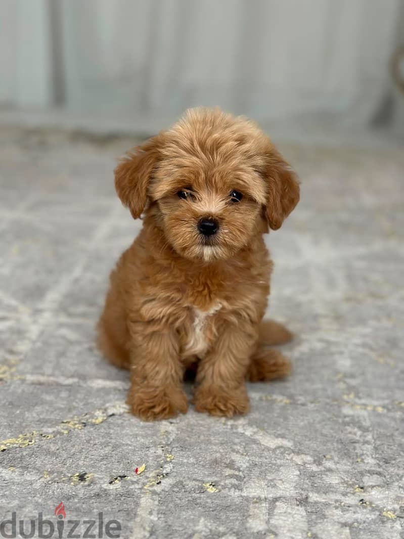 Maltipoo 2
