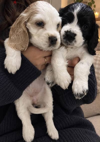 Pure Cocker Spaniel