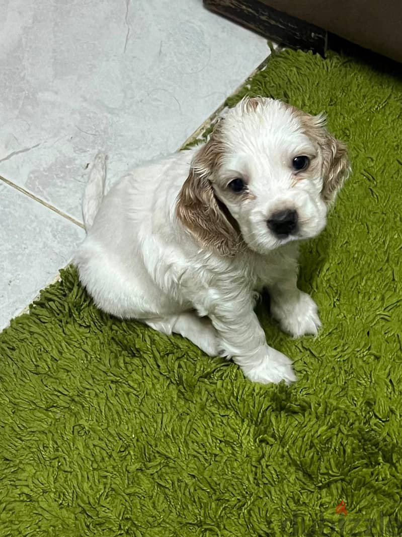 Pure Cocker Spaniel 1
