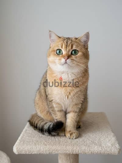 British female cat