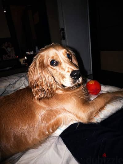 Cocker spaniel