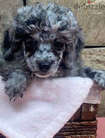 Merle poodle 1