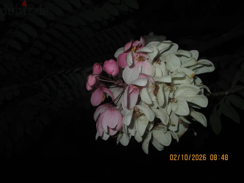 Canon ixus 145 11