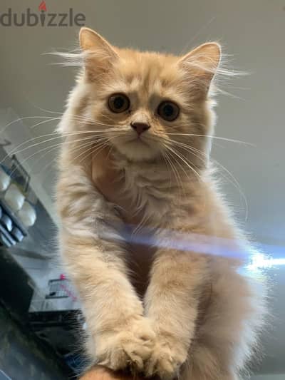 best Persian kittens for sale